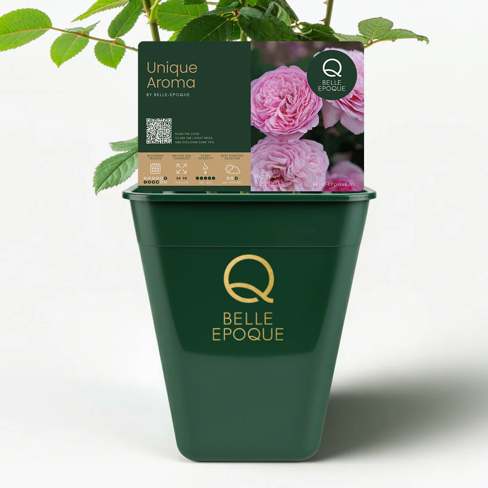 Eetbare roos - Unique Aroma - Image 3