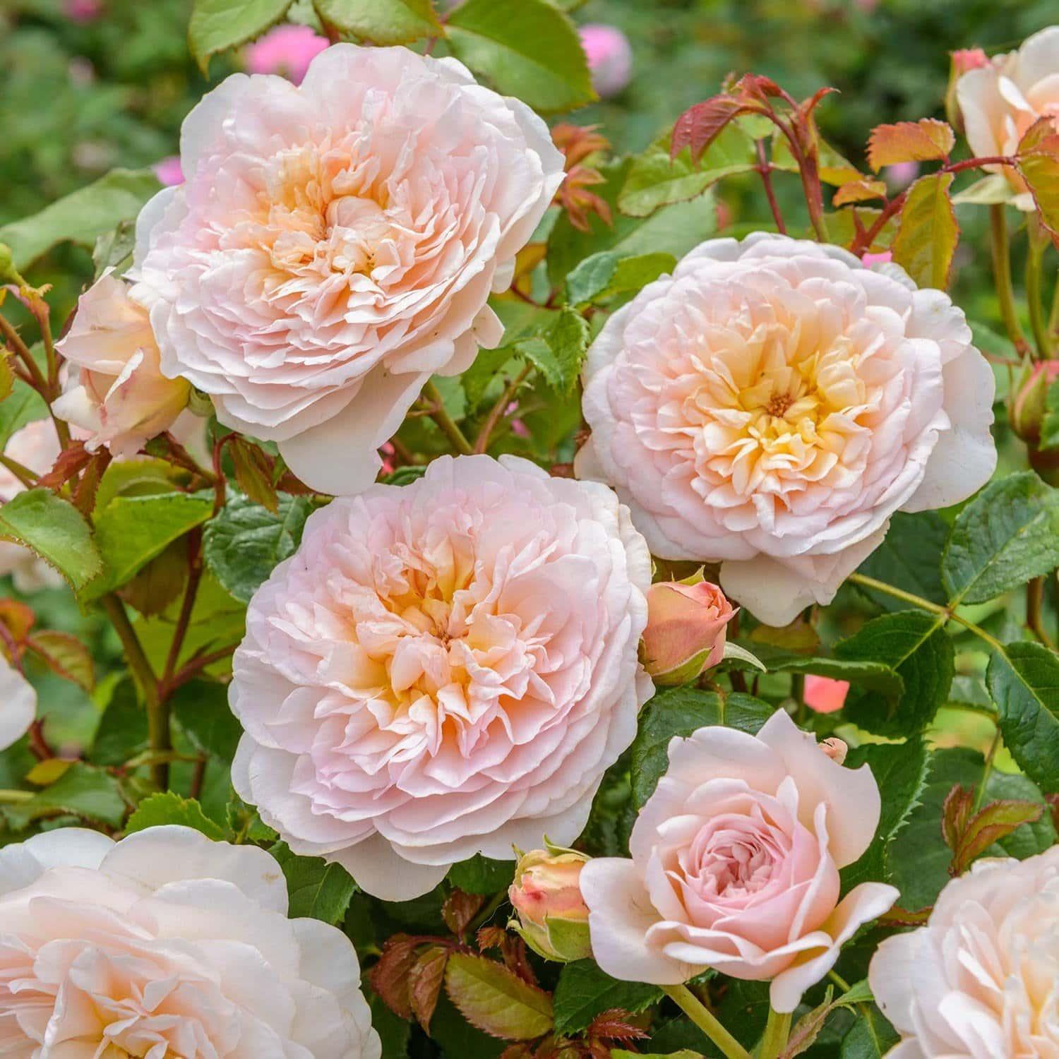 Oranje rozen