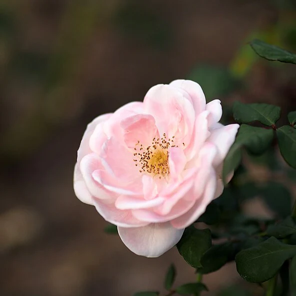 English Miss - Image 2