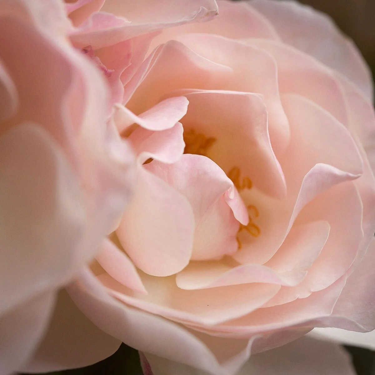 English Miss - Image 3