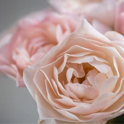 English Miss - Image 4