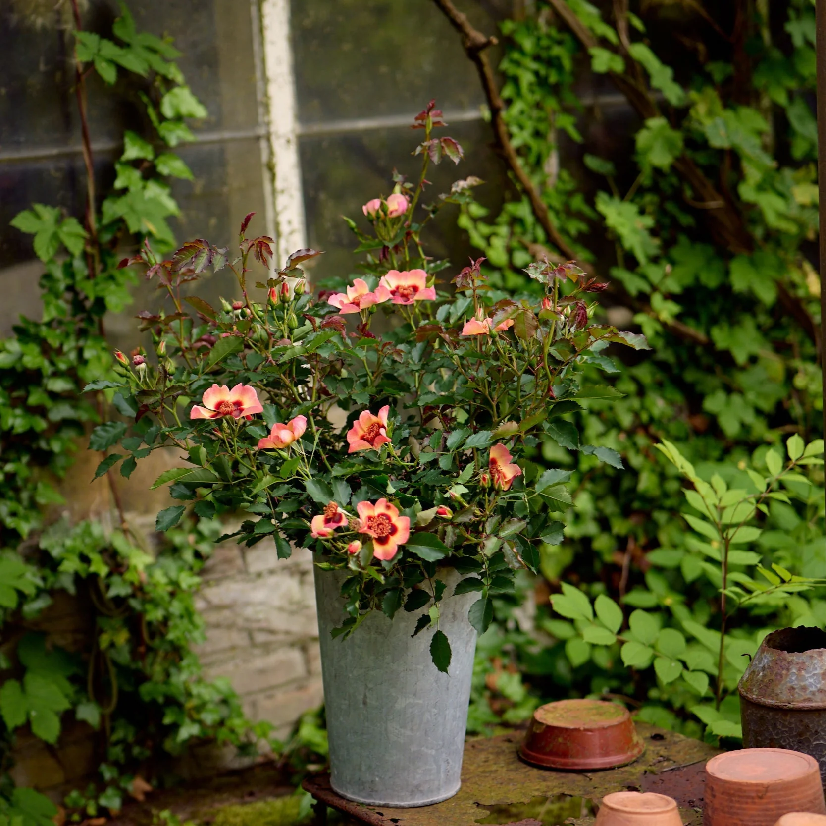 Miniatuur 2