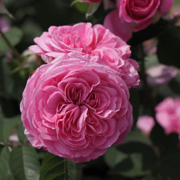 Gertrude Jekyll (Ausboard)
