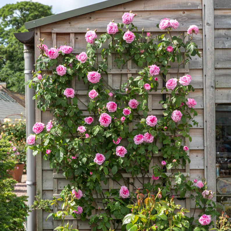 Gertrude Jekyll (Ausboard) - Image 3