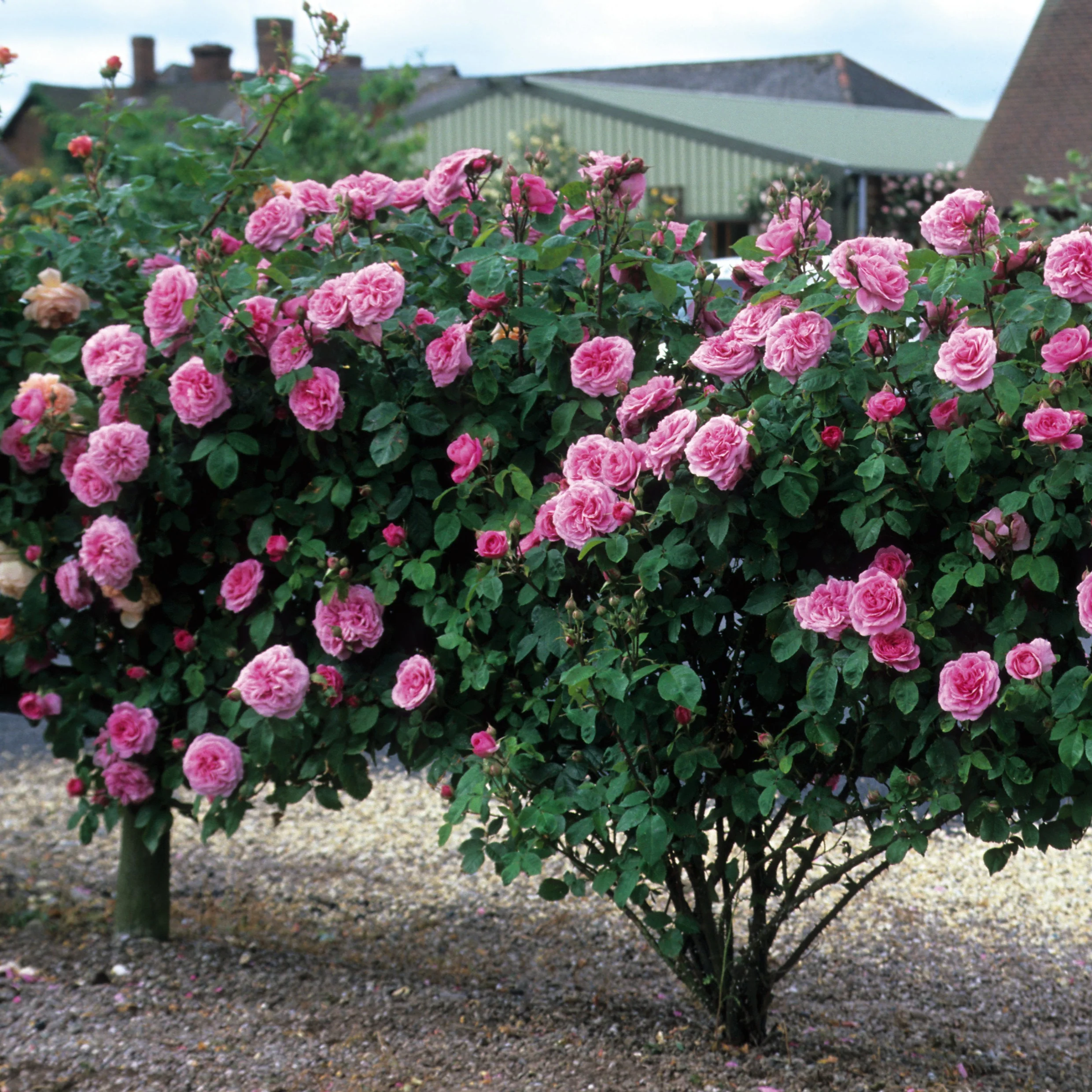Gertrude Jekyll (Ausboard) - Image 2