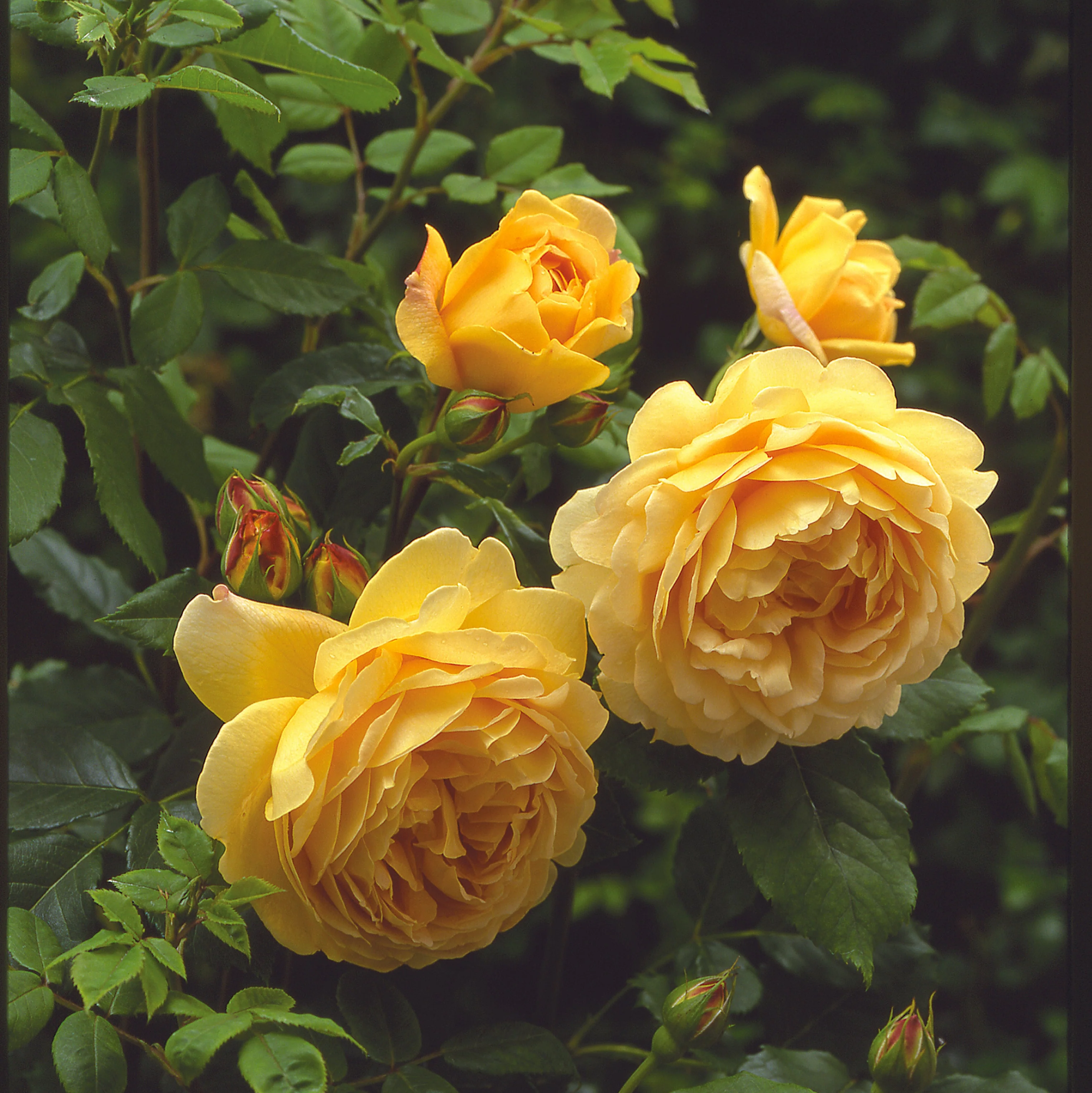 Miniatuur 1