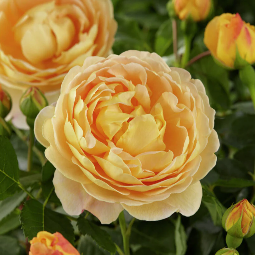 Golden Celebration (Ausgold) - Image 3