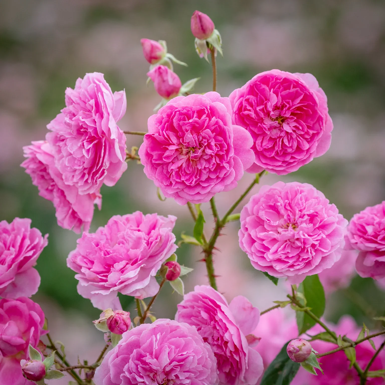 Harlow Carr (Aushouse)