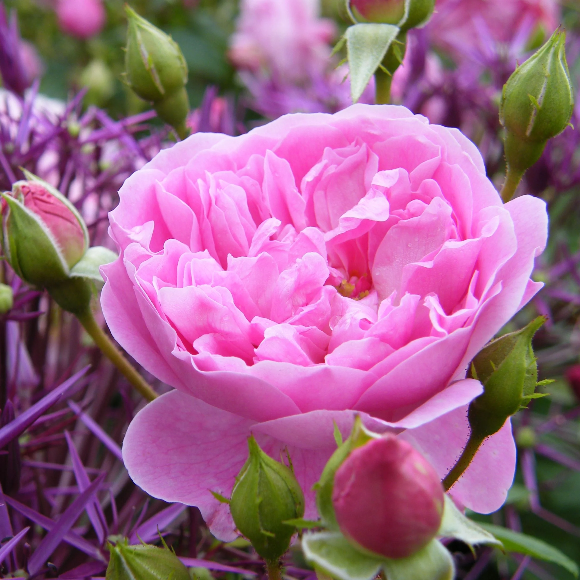 Harlow Carr (Aushouse) - Image 2