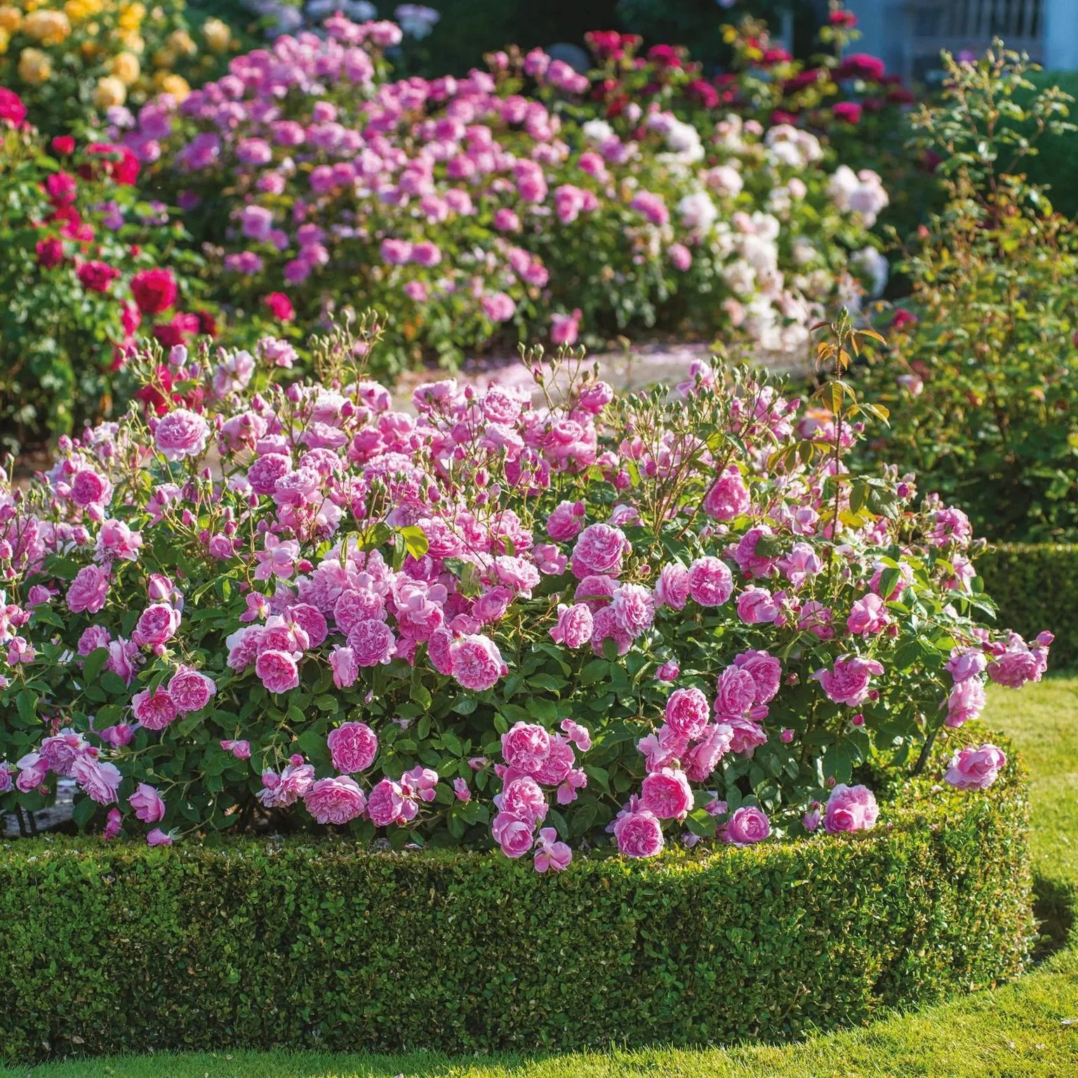Harlow Carr (Aushouse) - Image 5