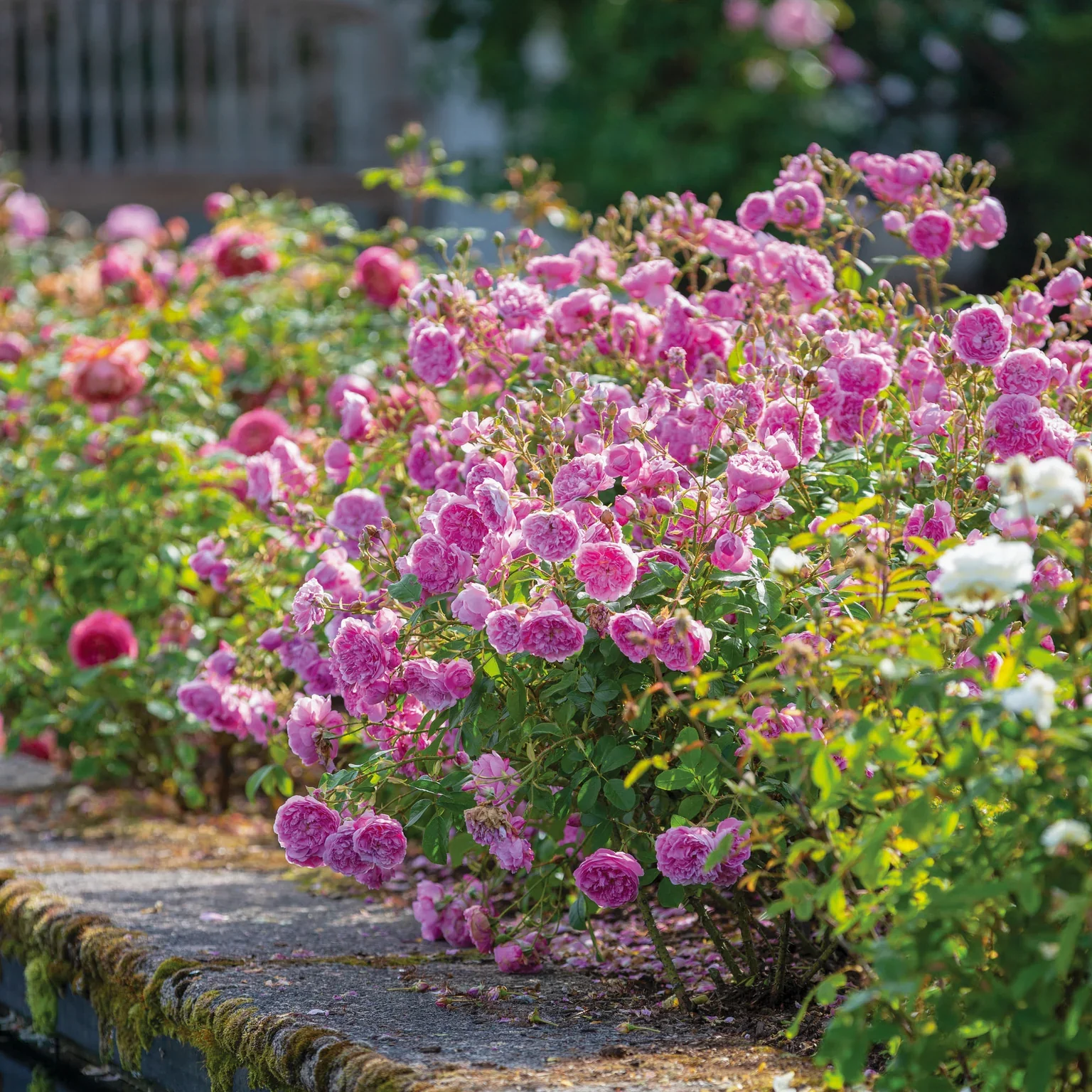 Harlow Carr (Aushouse) - Image 6