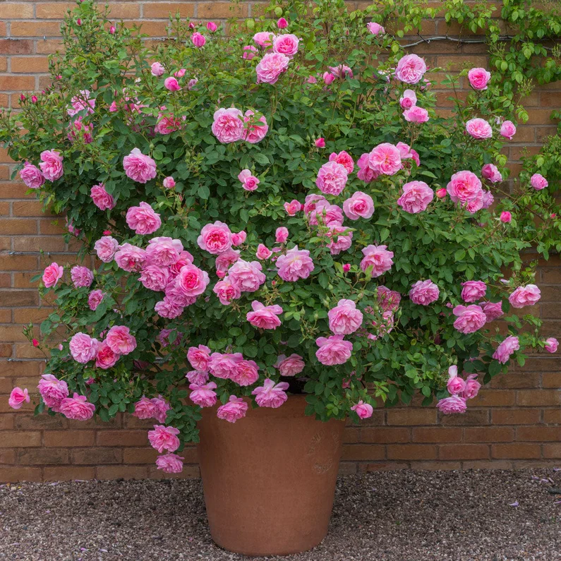 Miniatuur 2