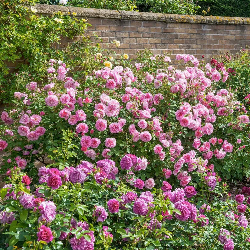 Hyde Hall (Ausbosky) - Image 4