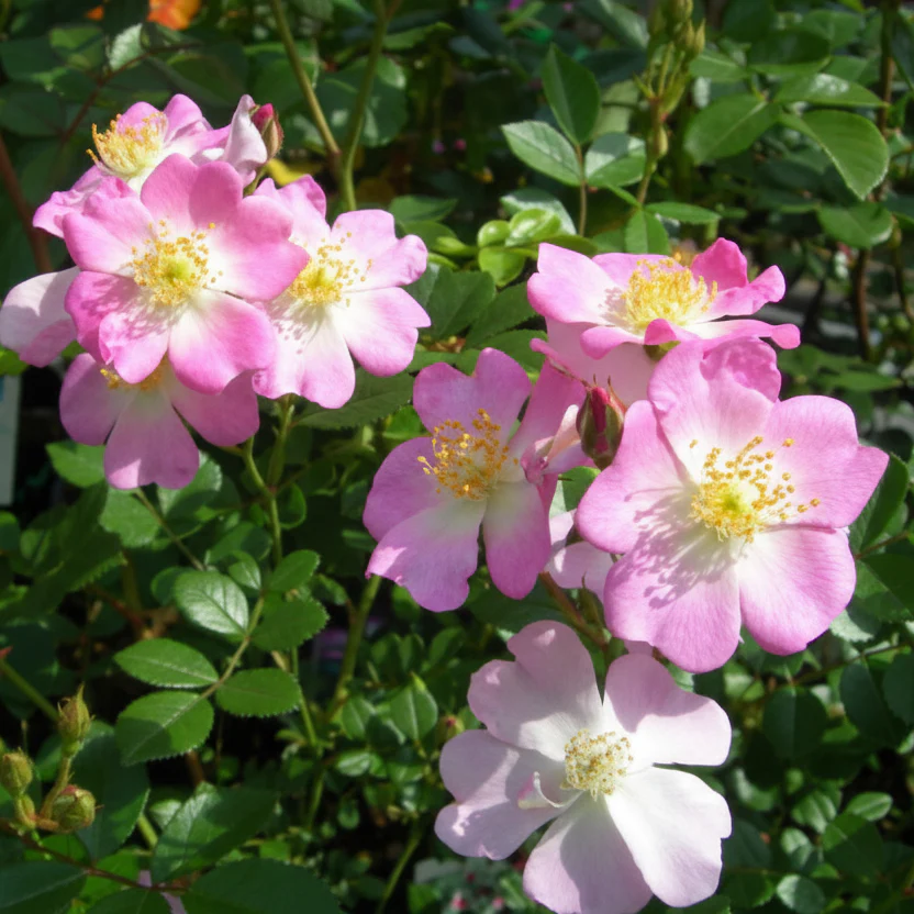 Japanse Roos BI – Sakuragi (Kersenbloesemboom)  (NEW 2026) - Image 2