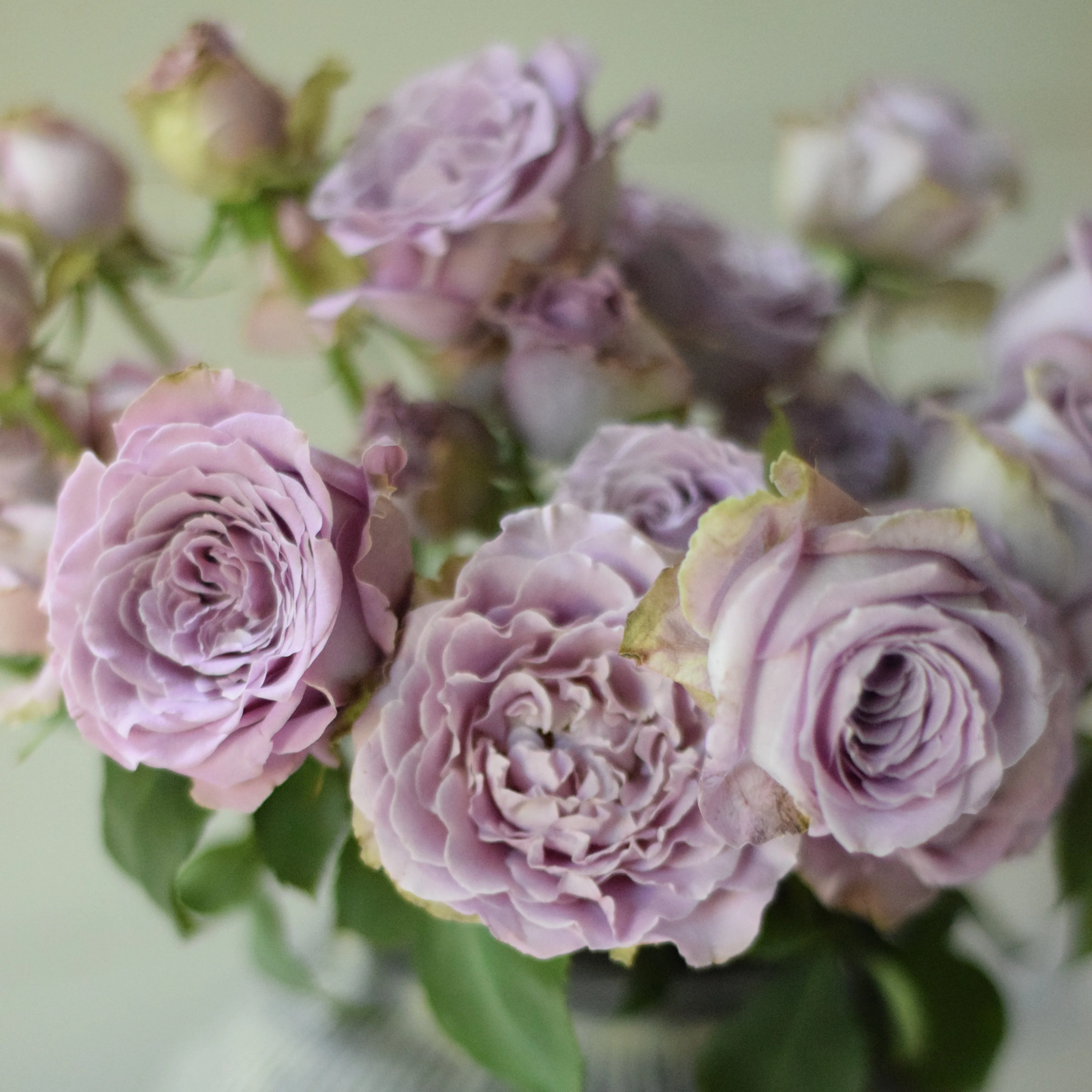 Japanse roos Princess Kaori (Fragrant)