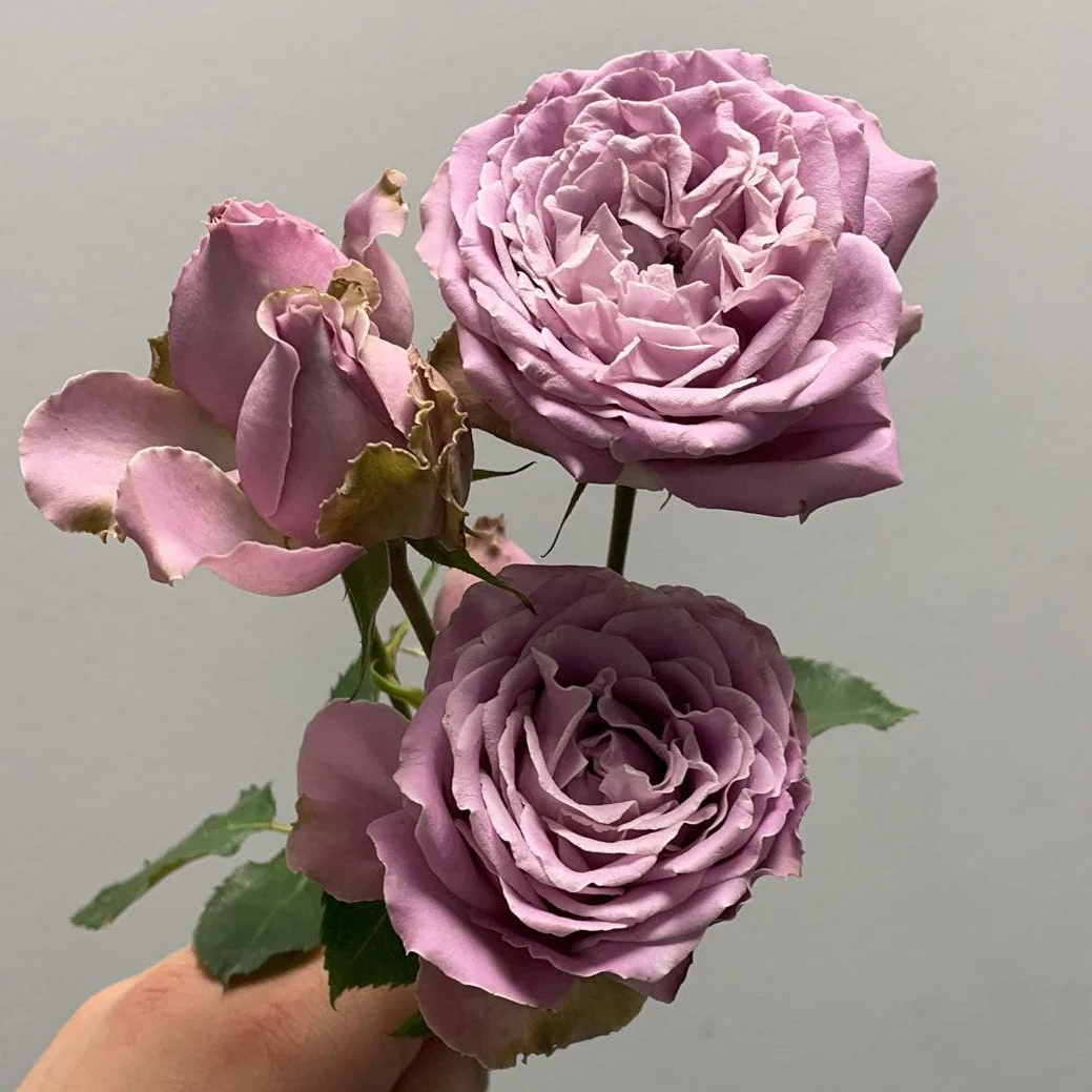 Japanse roos Princess Kaori (Fragrant) - Image 2