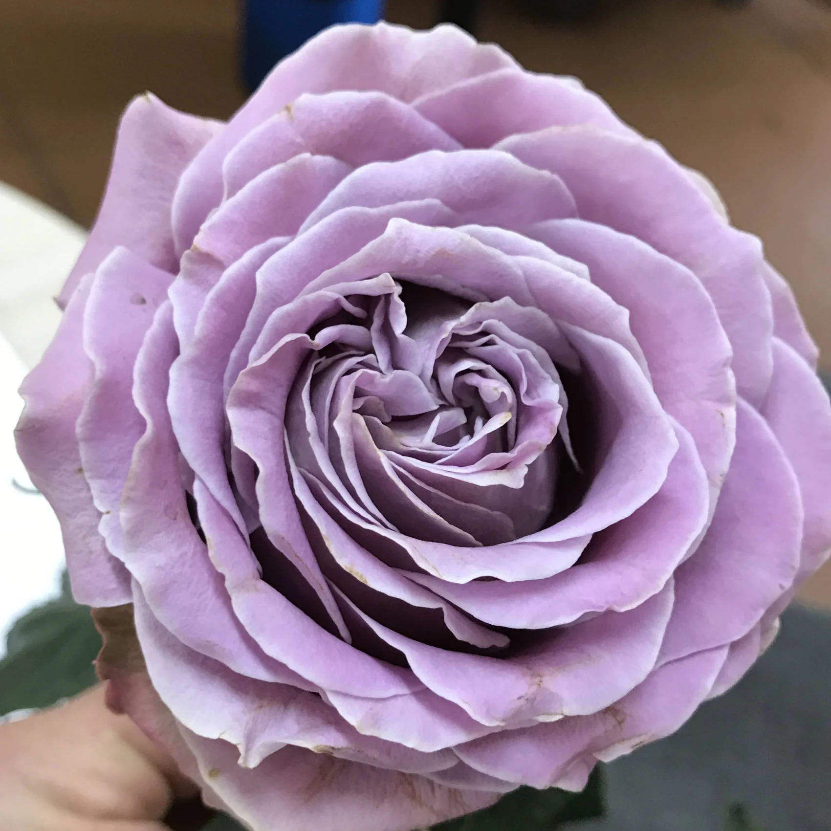 Japanse roos Princess Kaori (Fragrant) - Image 3