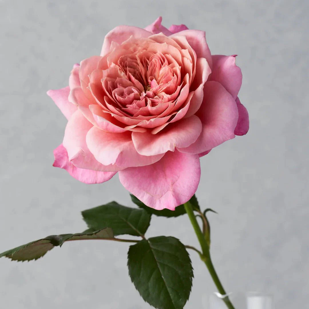 Miniatuur 2