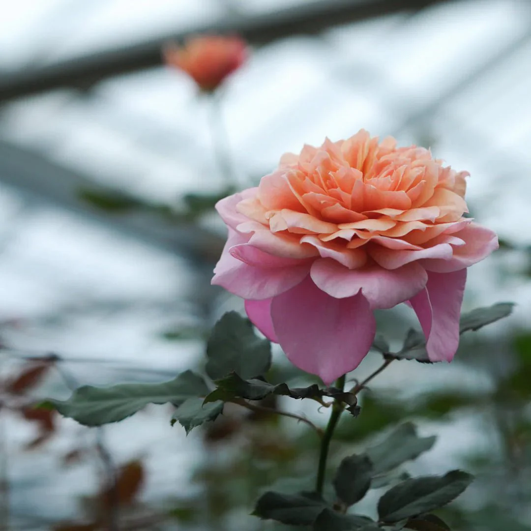Japanse roos Miyabi (Wabara) - Image 3