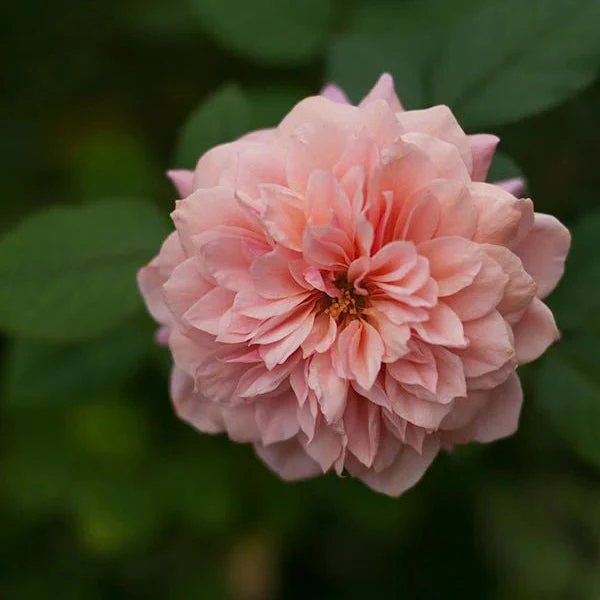 Japanse roos Miyabi (Wabara) - Image 5