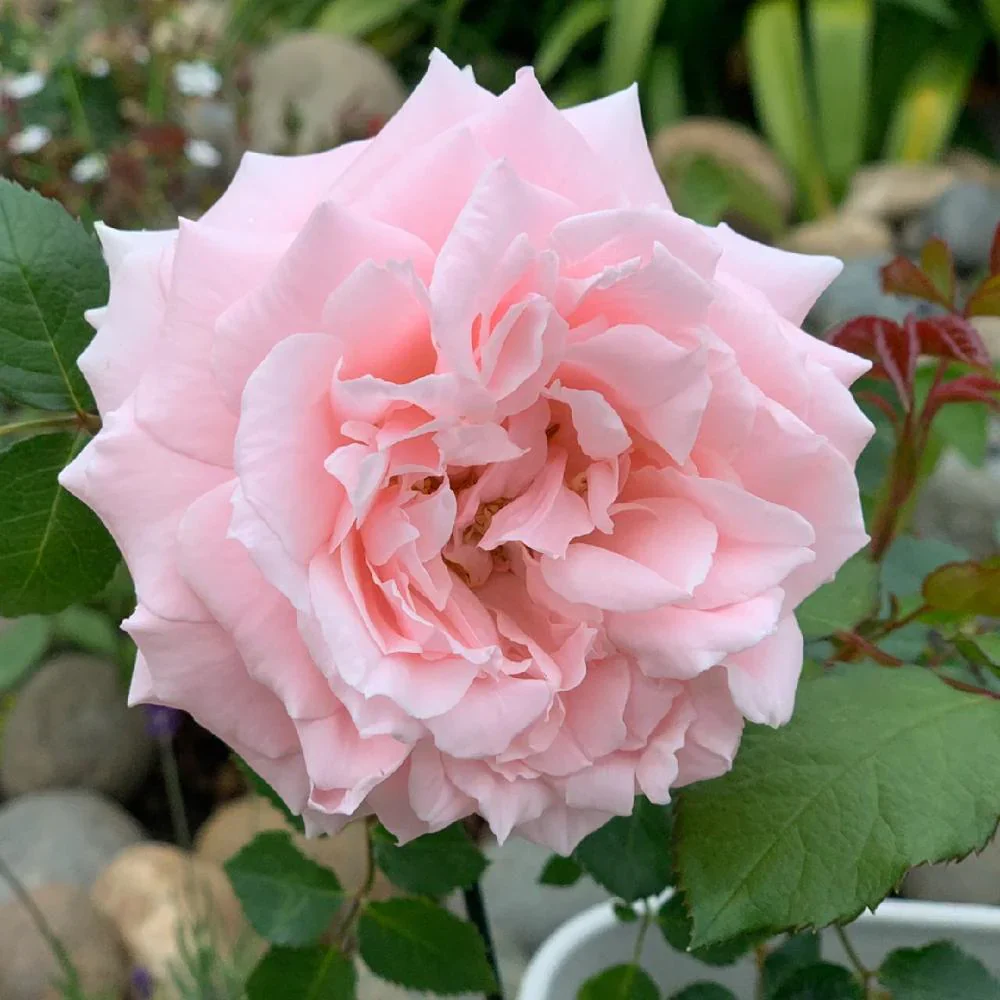 Japanse roos Princess Hitomi (Prachtige geschiedenis)
