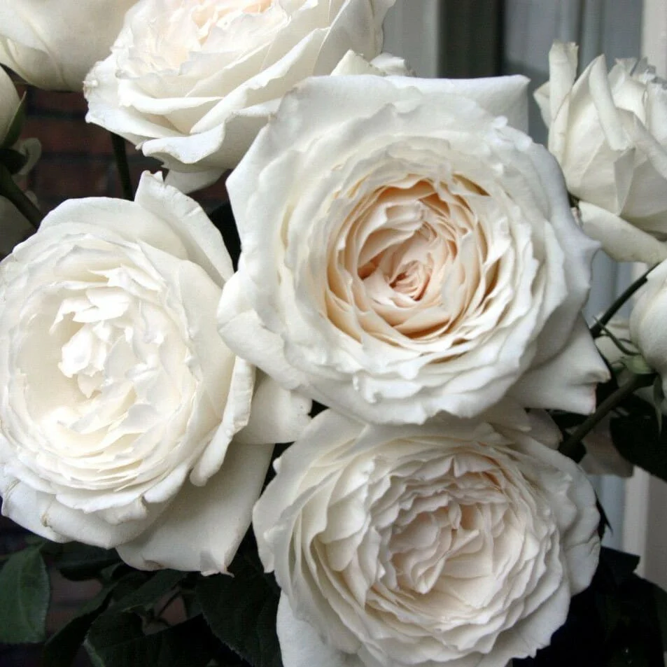Miniatuur 2