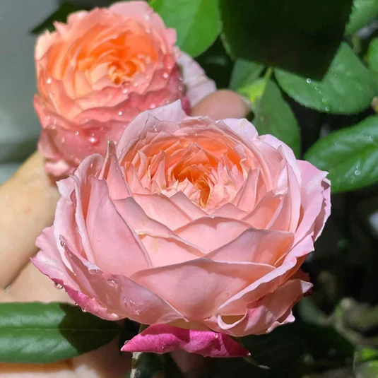Japanse roos Princess Sakura (Kersenbloesem) - Image 2