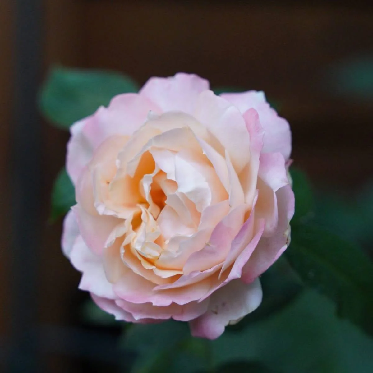 Miniatuur 2