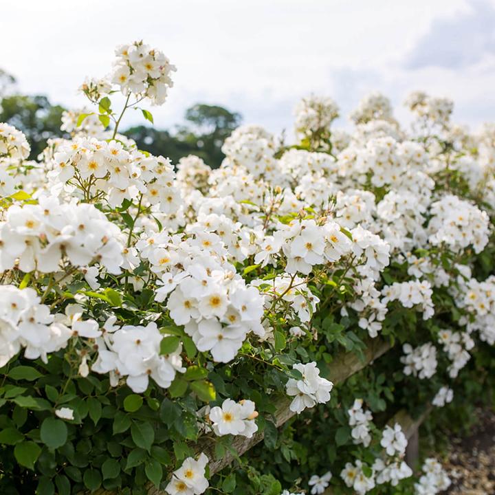 Kew Gardens (Ausfence) - Image 3