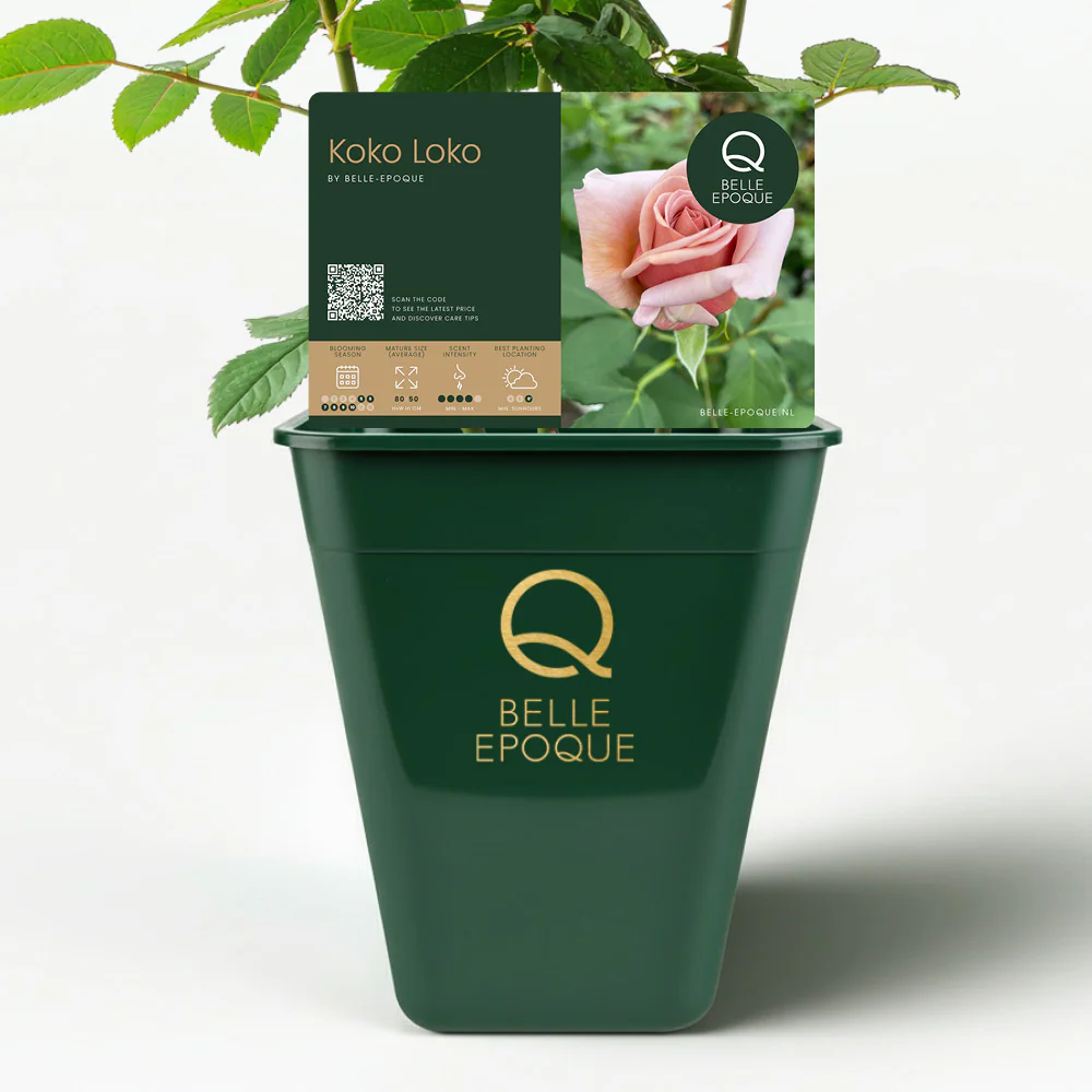 Koko LoKo - Image 4