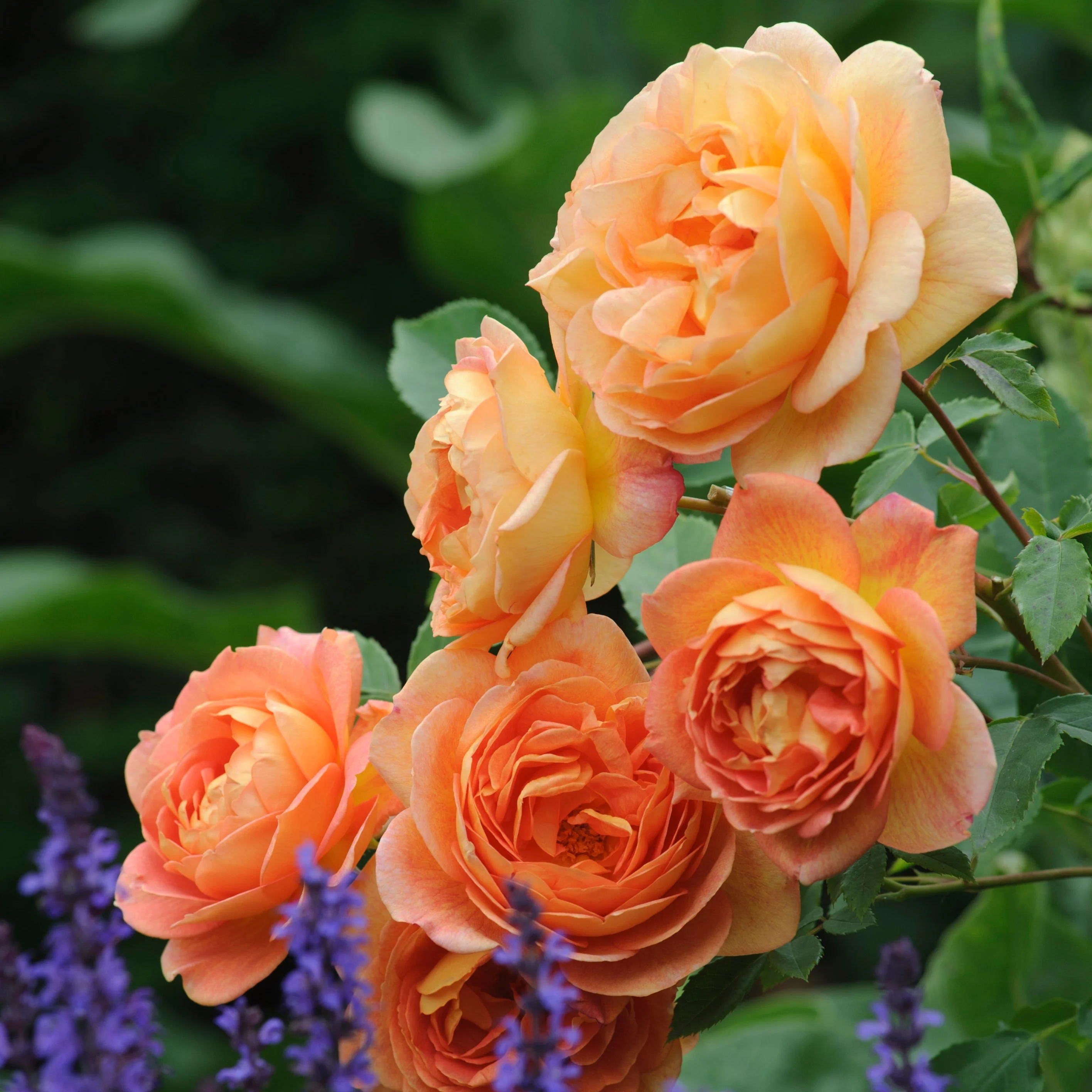 Lady of Shalott (Ausnyson)