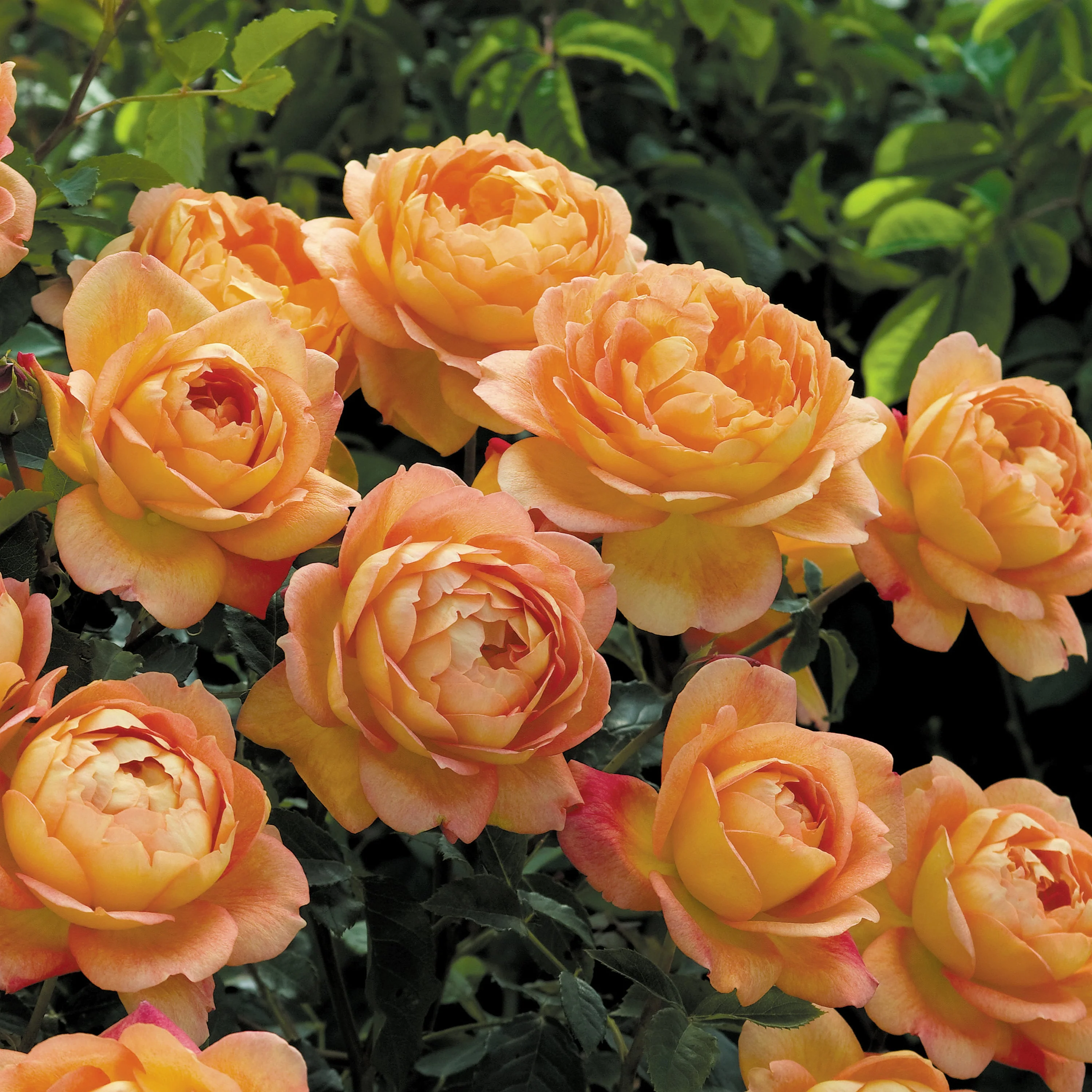 Lady of Shalott (Ausnyson) - Image 2