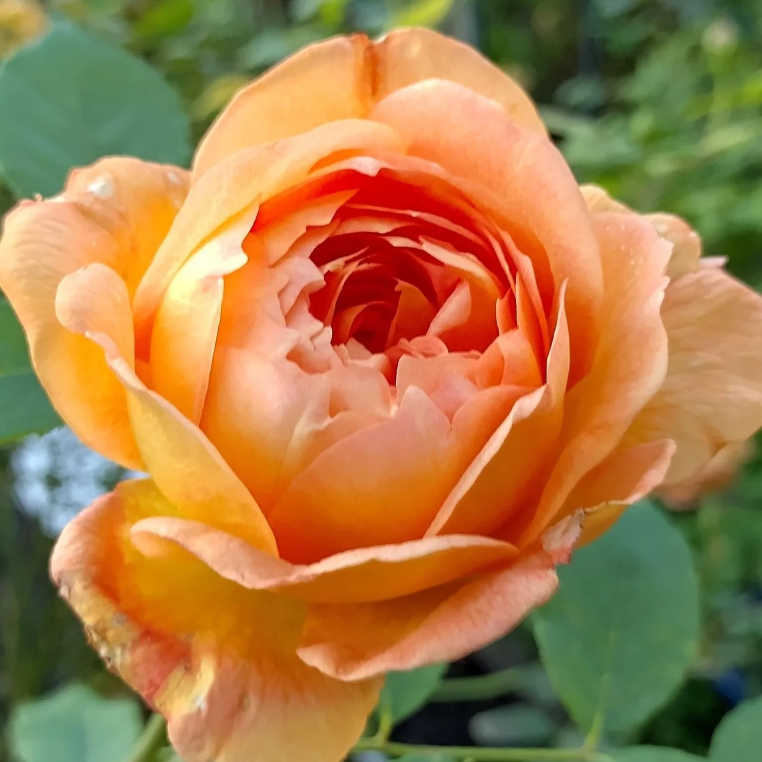 Lady of Shalott (Ausnyson) - Image 3
