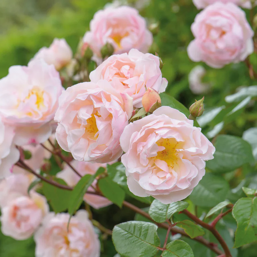Lady of the Lake (Ausherbert)