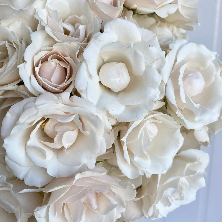 Majolica White  (NEW 2026)