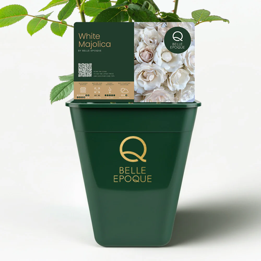 Majolica White  (NEW 2026) - Image 2