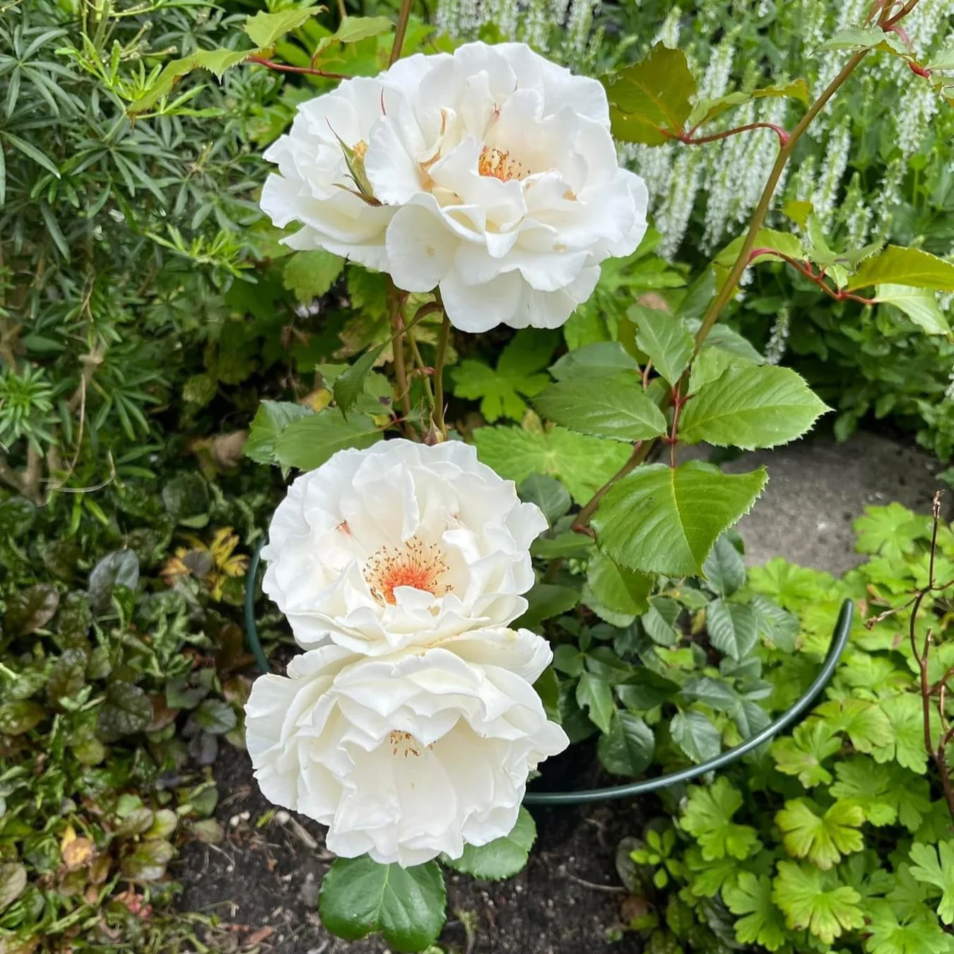 Margaret Merril - Image 3
