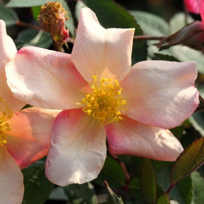 Mutabilis - Image 2