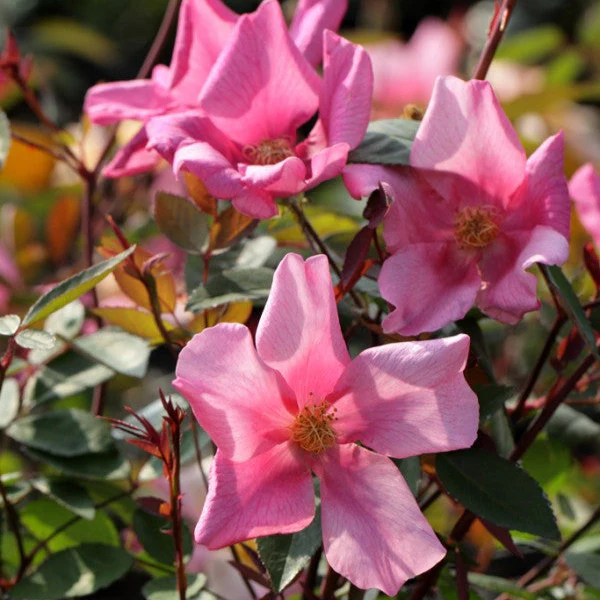 Mutabilis - Image 3