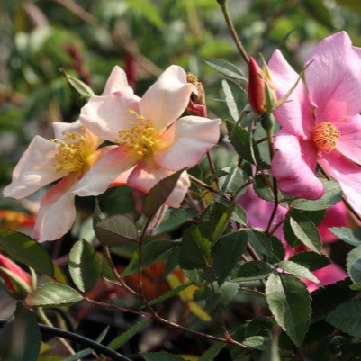 Mutabilis - Image 4