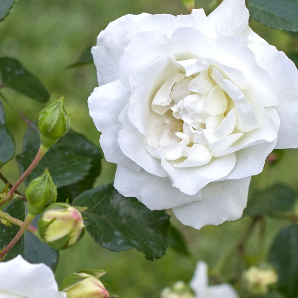 New Dawn White