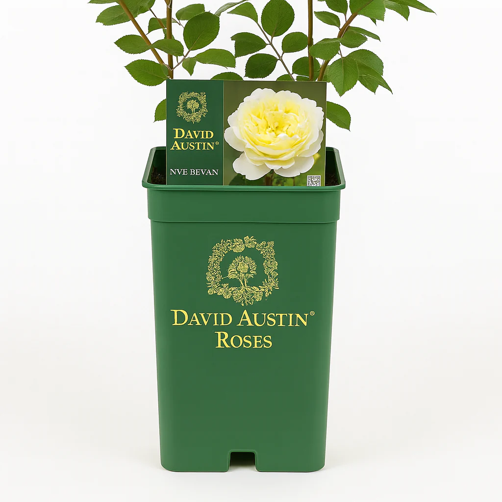 Nye Bevan (Auspital) - Image 2