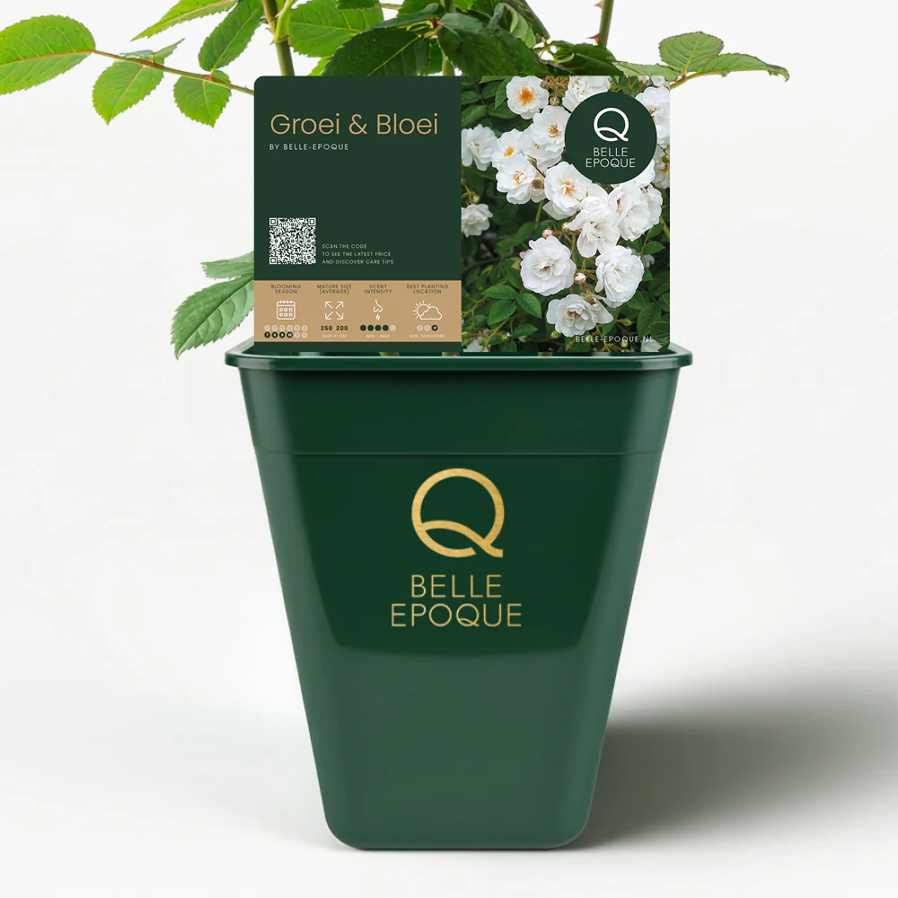 Paragon Groei & Bloei - Image 3