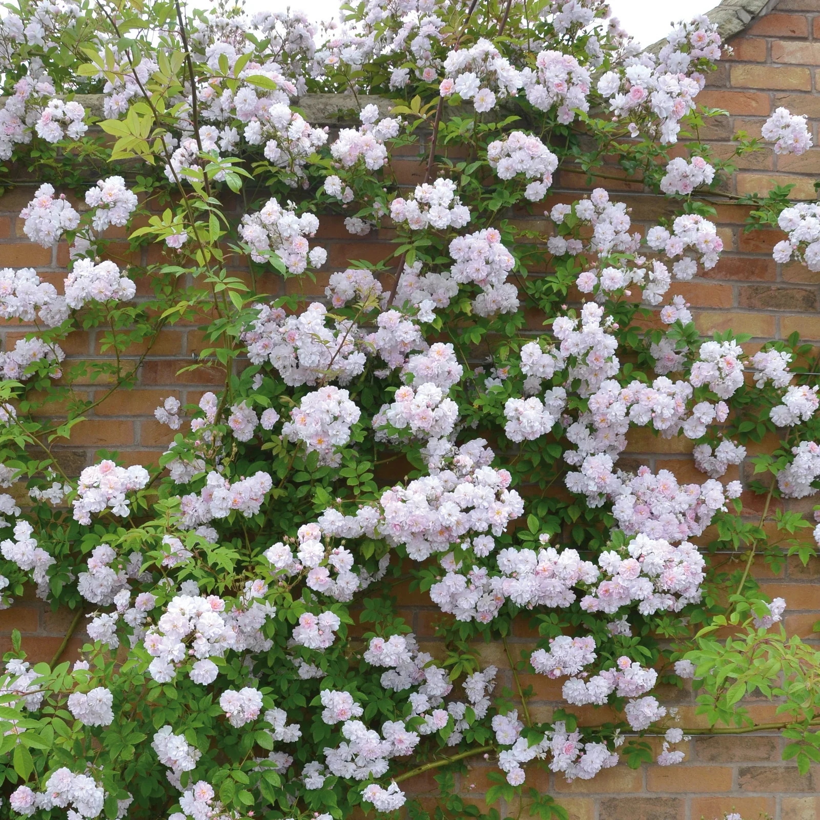 Paul's Himalayan Musk Rambler - Image 2