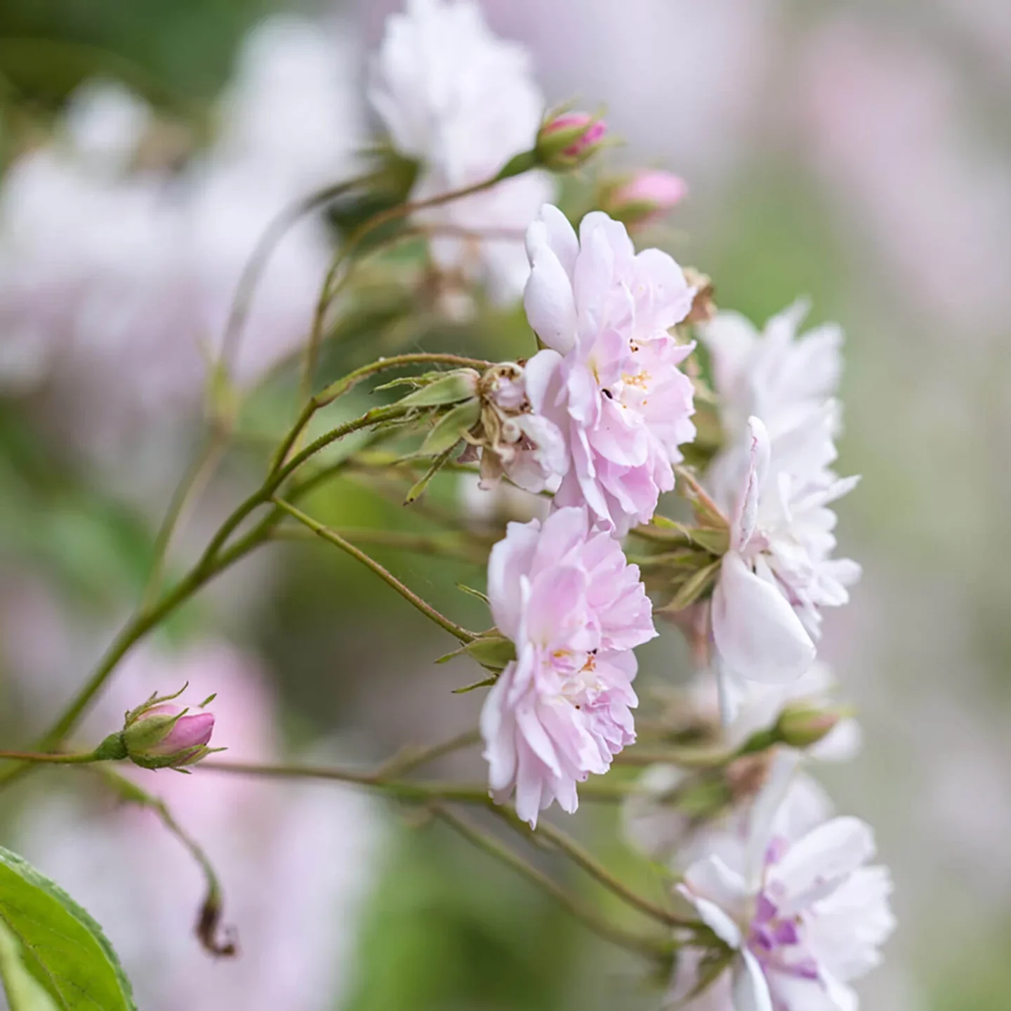 Paul's Himalayan Musk Rambler - Image 3