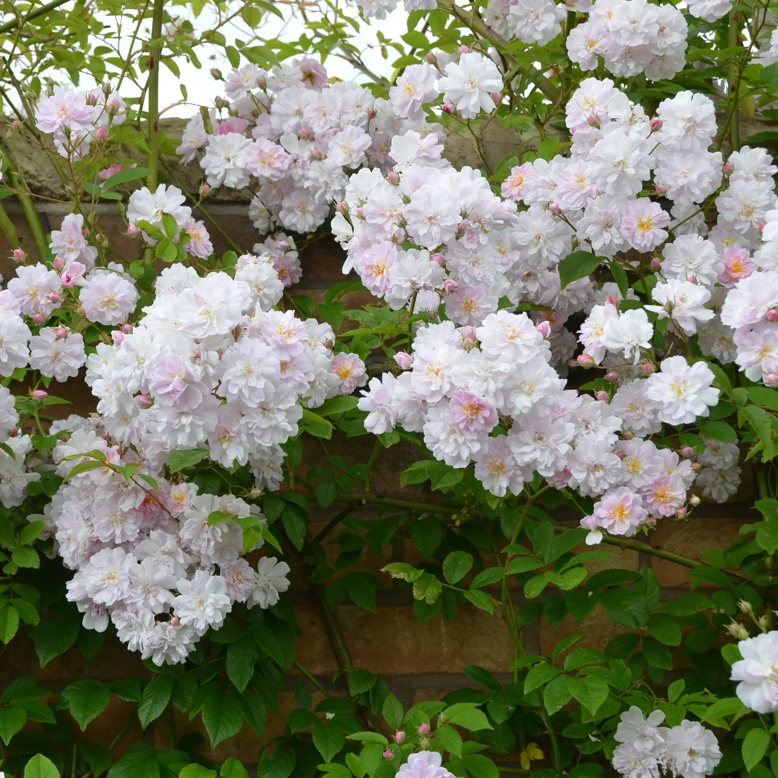 Paul's Himalayan Musk Rambler - Image 4