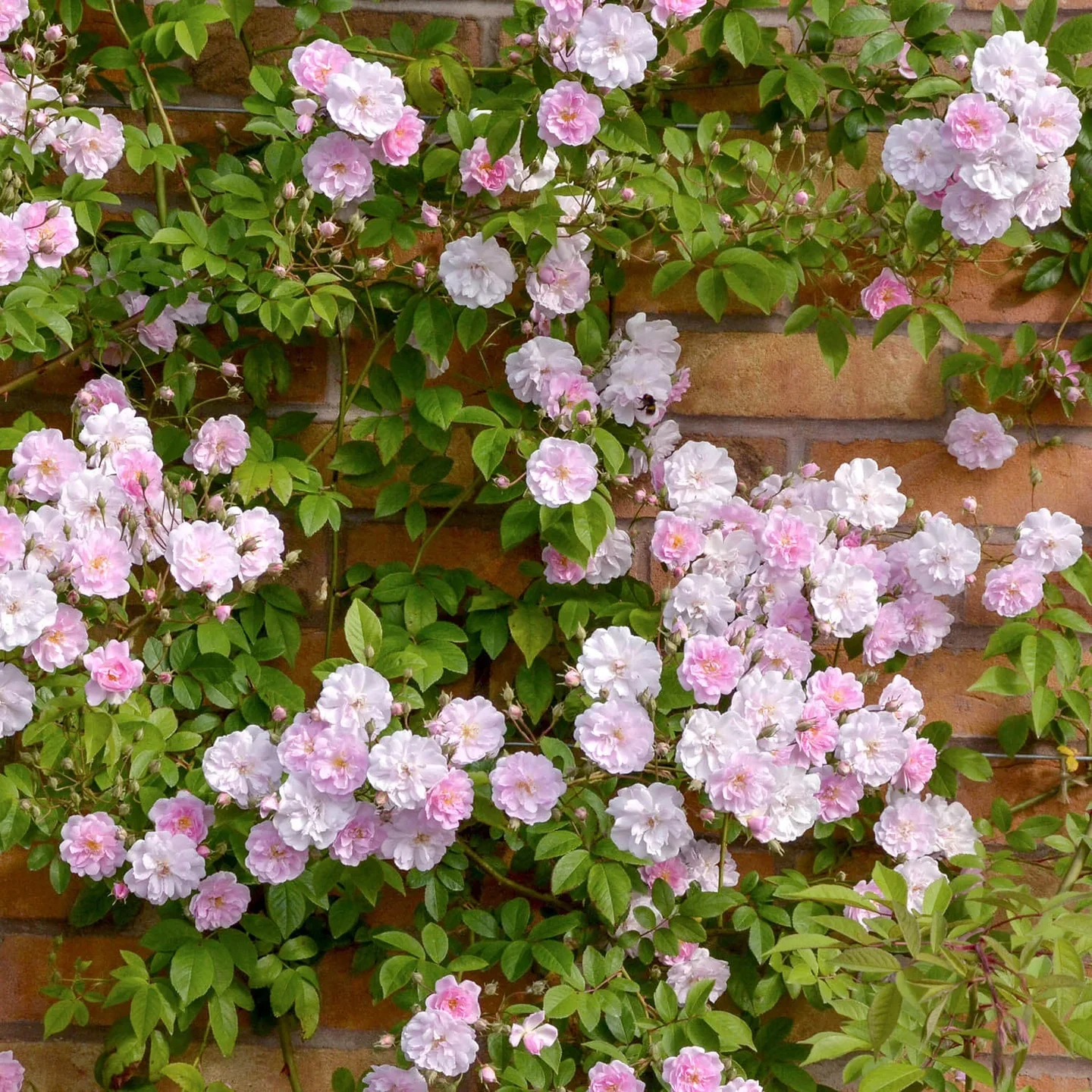 Paul's Himalayan Musk Rambler - Image 5