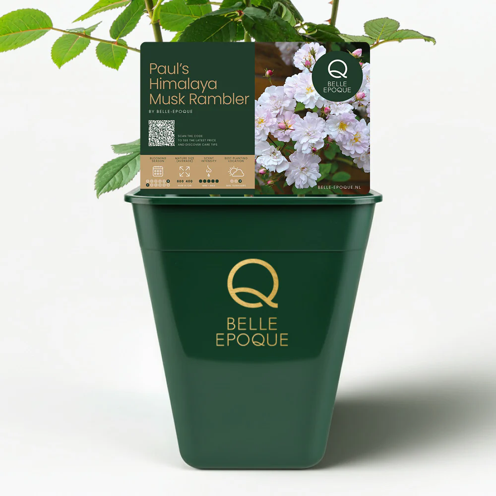 Paul's Himalayan Musk Rambler - Image 6
