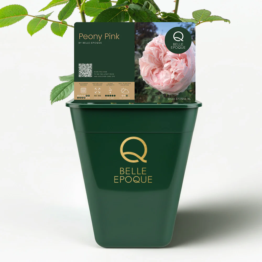 Peony Pink - Image 3