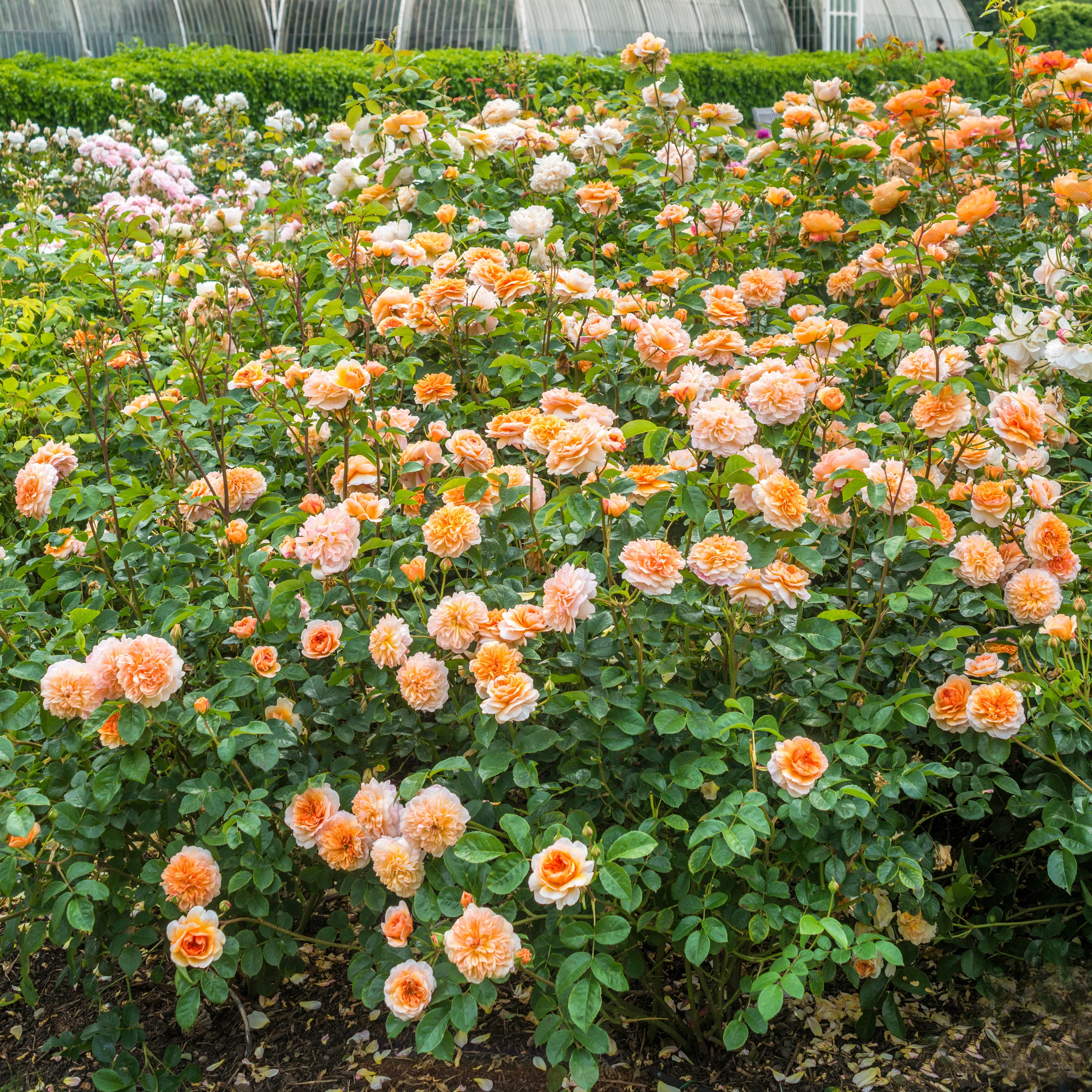 Port Sunlight (Auslofty) - Image 2